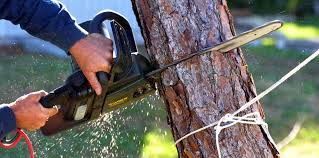 Best Tree Risk Assessment  in Johns Creek, GA