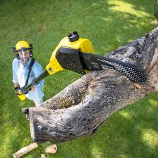 Best Grass Overseeding  in Johns Creek, GA