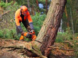 Best Arborist Consultation Services  in Johns Creek, GA