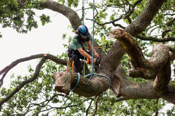 Johns Creek, GA Tree Care Company