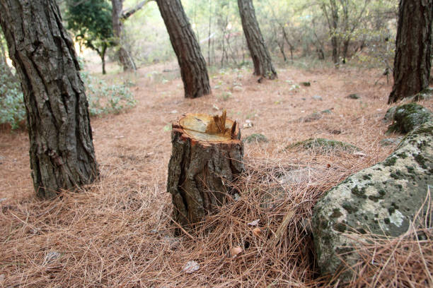 Best Utility Line Clearance  in Johns Creek, GA