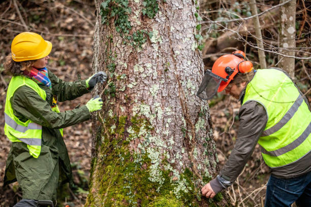 Best Root Management and Removal  in Johns Creek, GA