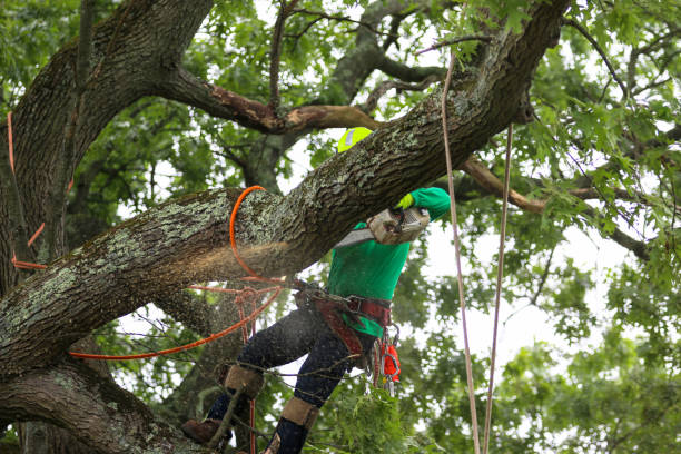 Best Utility Line Clearance  in Johns Creek, GA