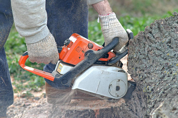 Best Tree and Shrub Care  in Johns Creek, GA