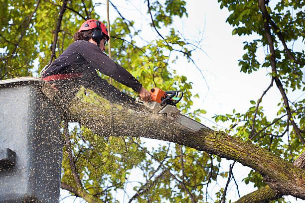 How Our Tree Care Process Works  in  Johns Creek, GA