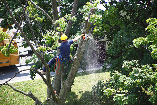 Lawn Irrigation Installation and Maintenance in Johns Creek, GA