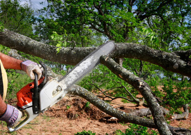 Best Fruit Tree Pruning  in Johns Creek, GA